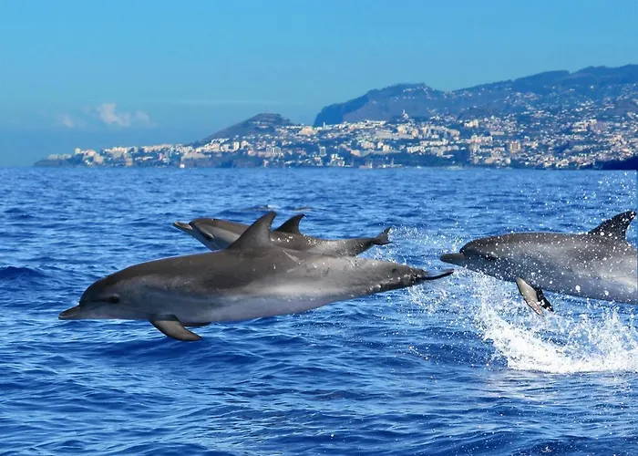 Do Corpo Santo Funchal (Madeira)